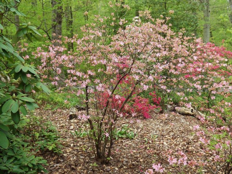 Azalea Periclymenoides - View 3 from www redcrocus com