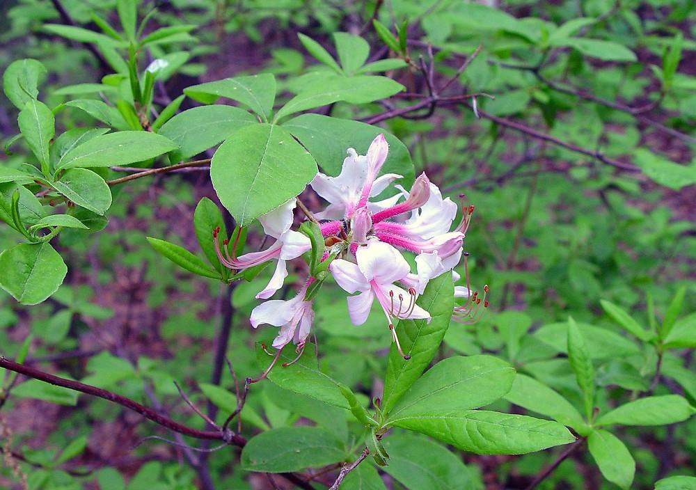 Azalea Periclymenoides - View 4 from www redcrocus com