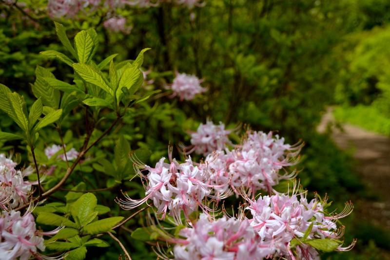 Azalea Periclymenoides - View 5 from www redcrocus com