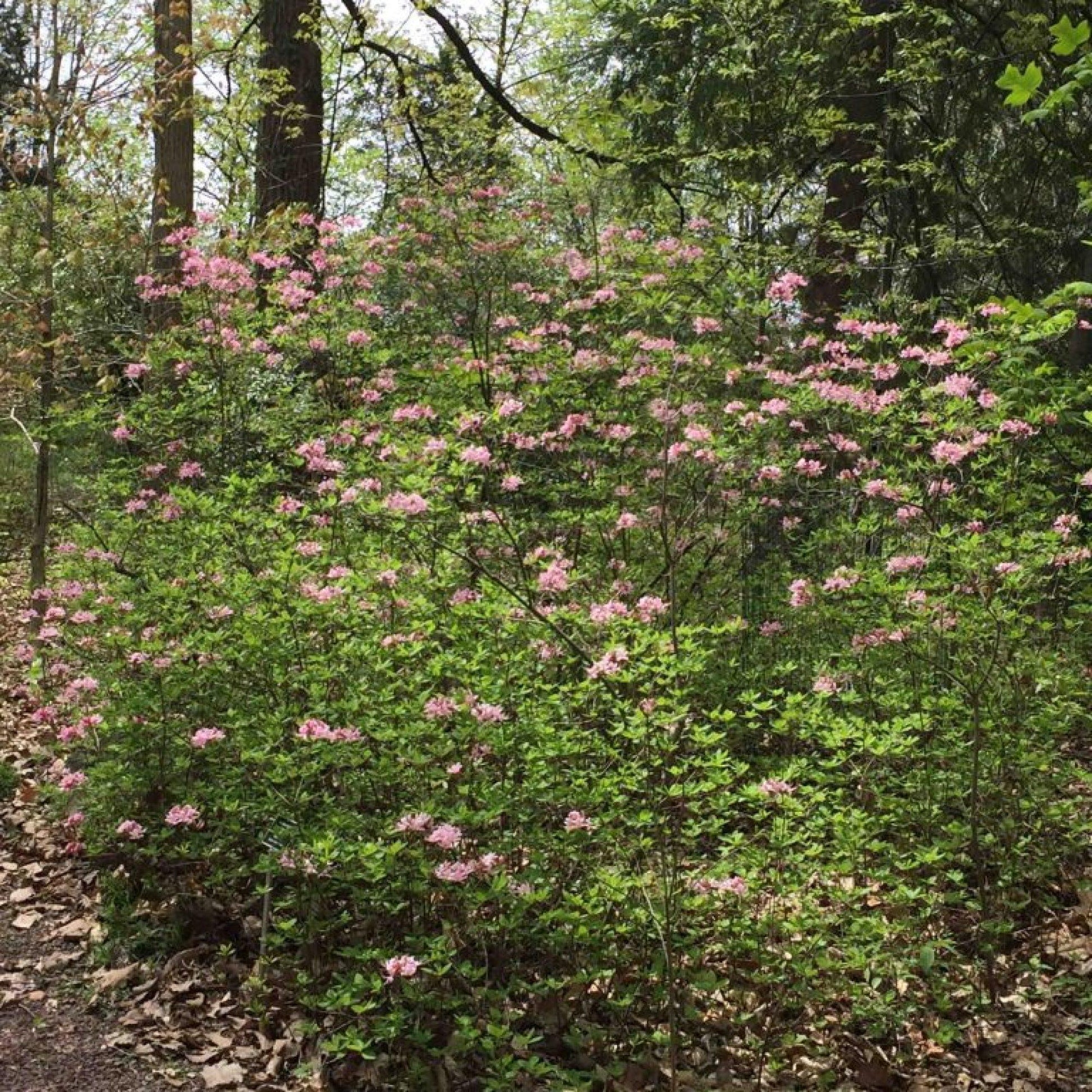 Azalea Periclymenoides - View 6 from www redcrocus com
