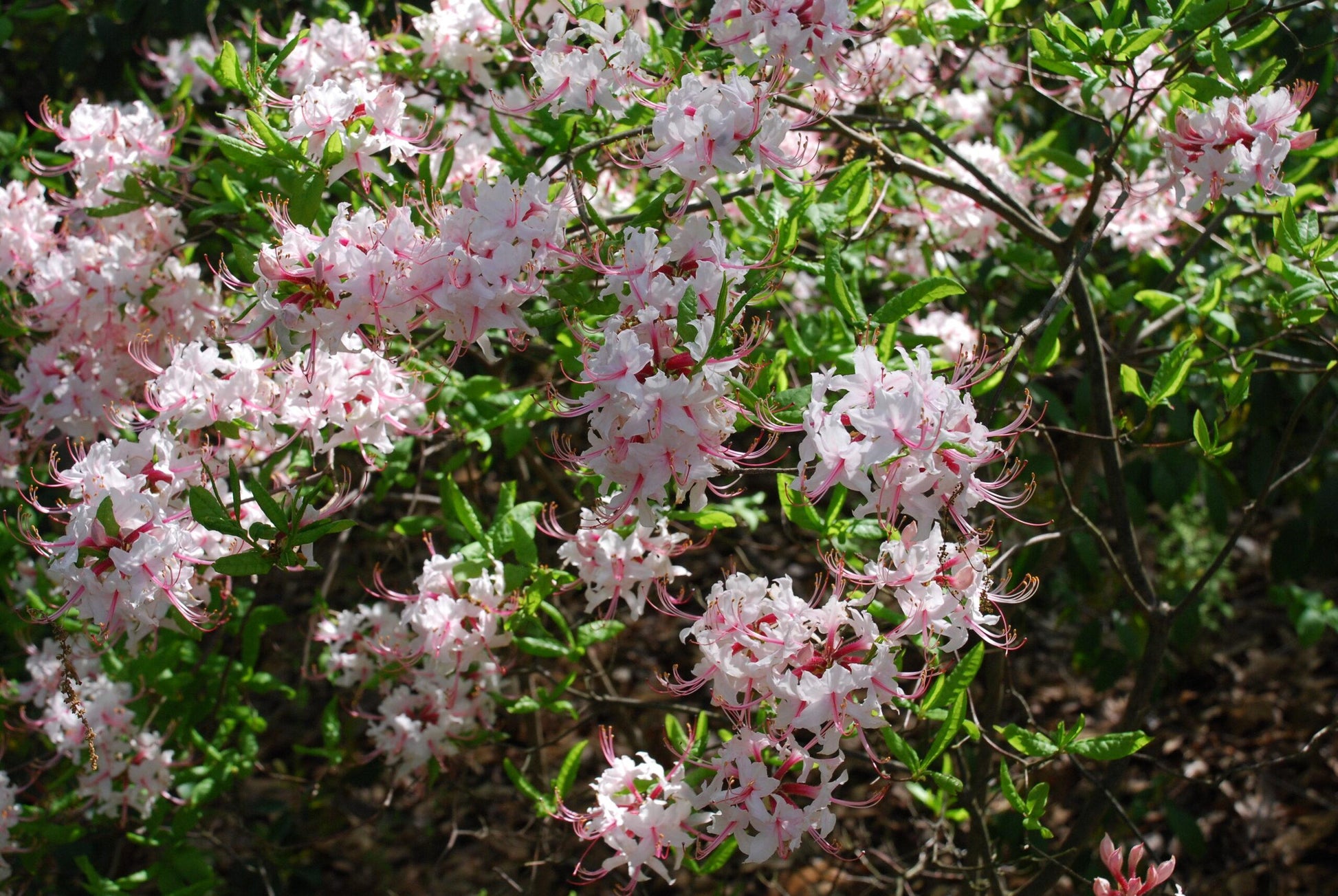 Azalea Periclymenoides - View 7 from www redcrocus com
