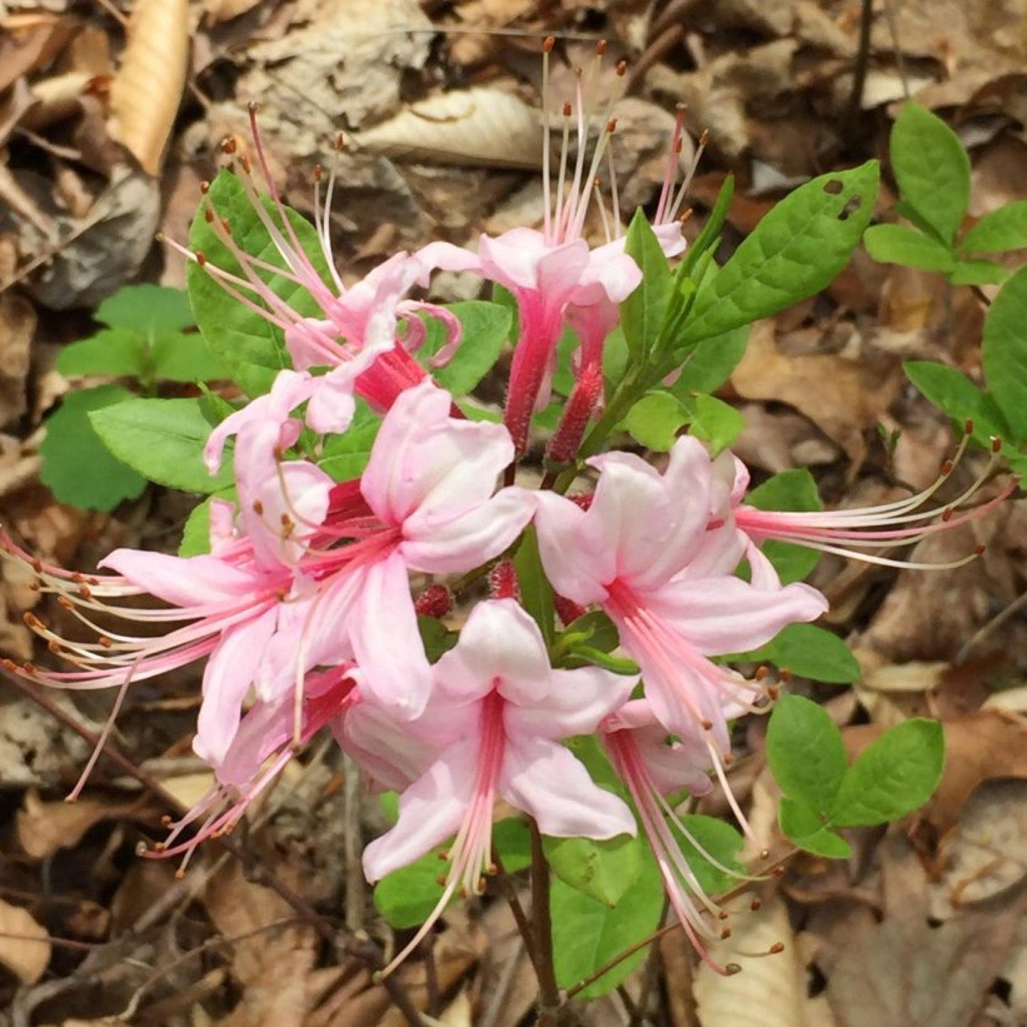 Azalea Periclymenoides - View 8 from www redcrocus com