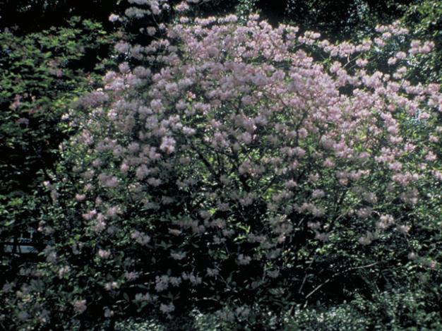 Azalea Periclymenoides - View 9 from www redcrocus com