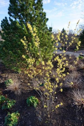 Hamamelis Virginiana 'harvest Moon' - View 10 from www redcrocus com