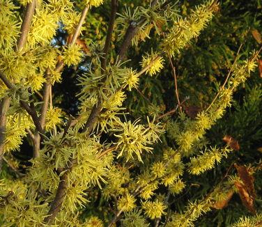 Hamamelis Virginiana 'harvest Moon' - View 11 from www redcrocus com