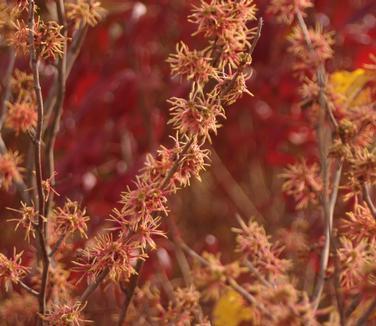 Hamamelis Virginiana 'harvest Moon' - View 12 from www redcrocus com