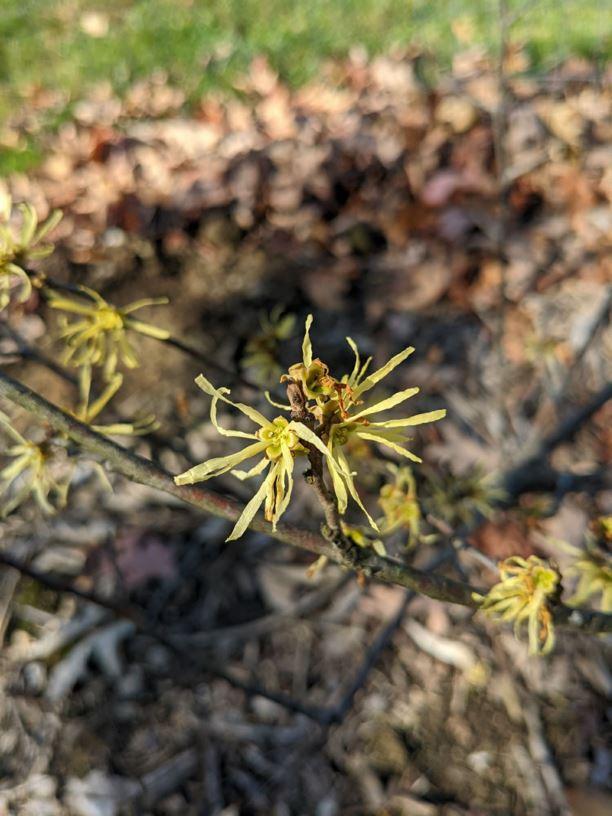 Hamamelis Virginiana 'harvest Moon' - View 13 from www redcrocus com