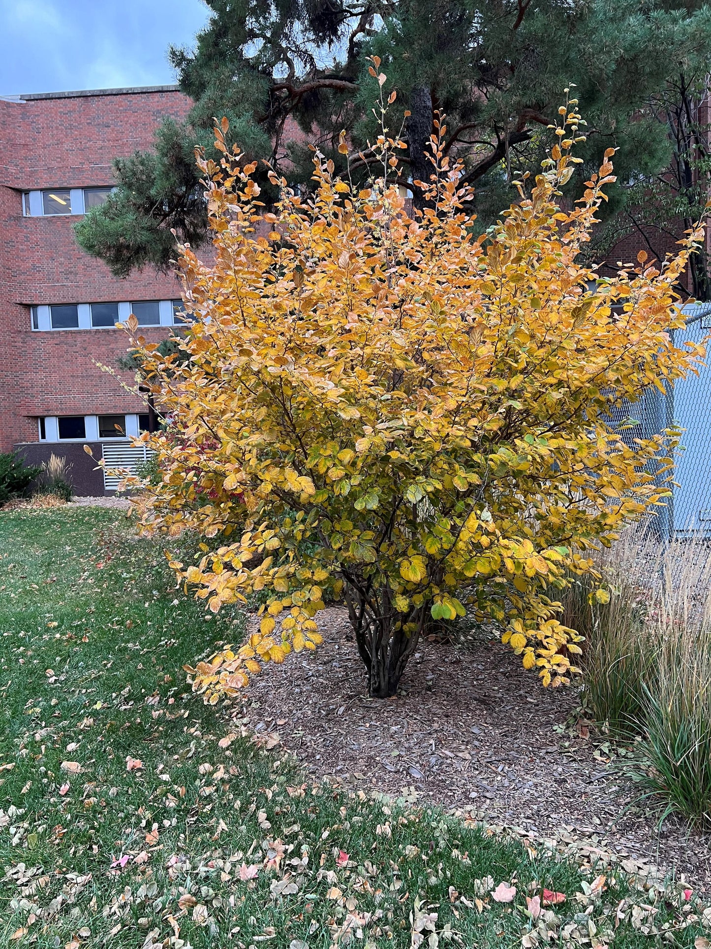Hamamelis Virginiana 'harvest Moon' - View 14 from www redcrocus com
