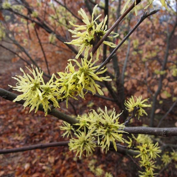 Hamamelis Virginiana 'harvest Moon' - View 15 from www redcrocus com