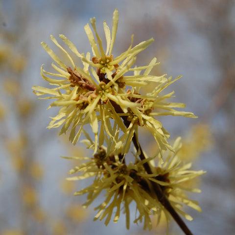 Hamamelis Virginiana 'harvest Moon' - View 16 from www redcrocus com