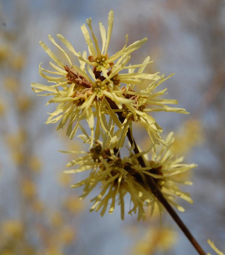 Hamamelis Virginiana 'harvest Moon' - View 17 from www redcrocus com