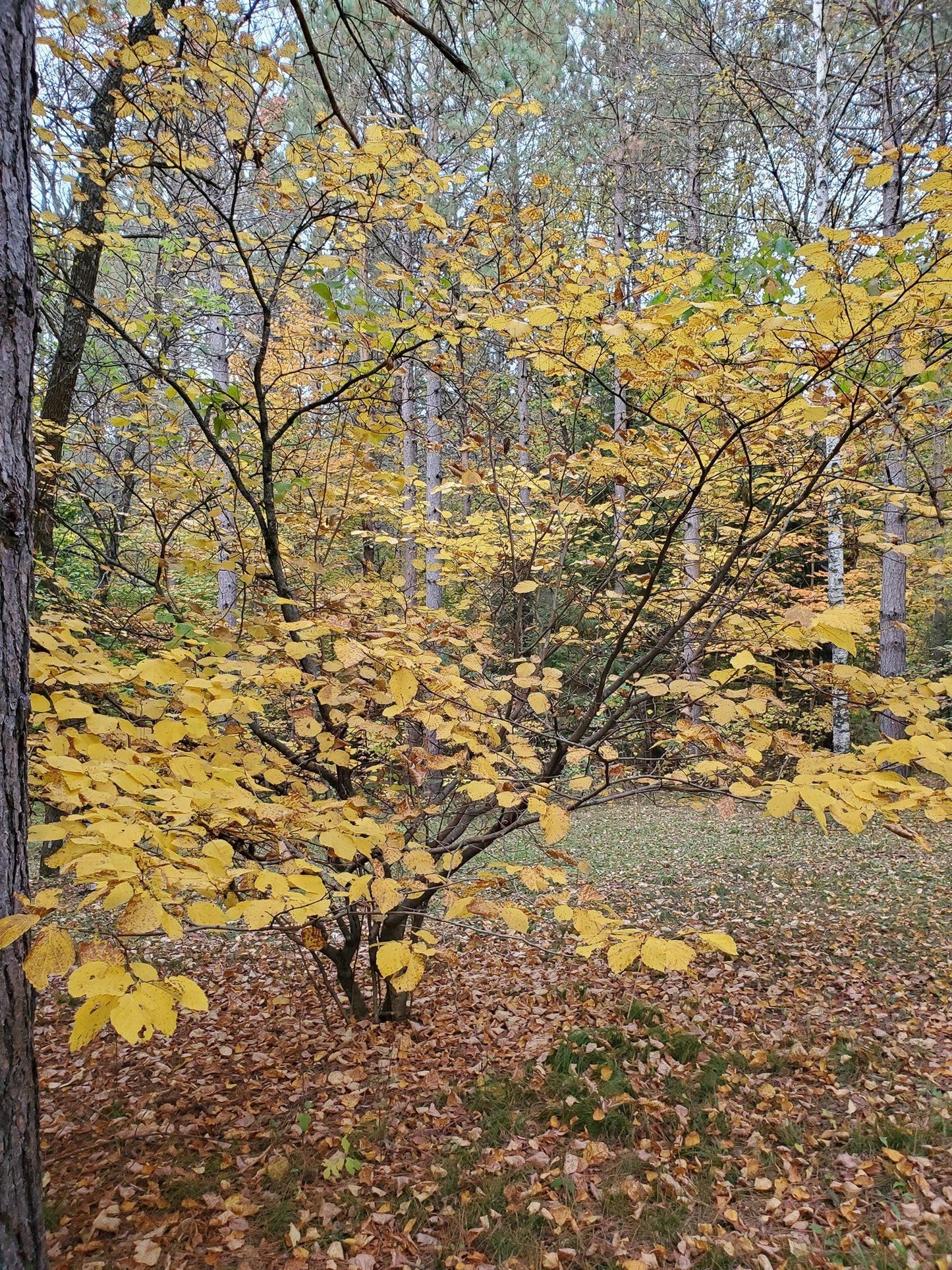 Hamamelis Virginiana 'harvest Moon' - View 18 from www redcrocus com