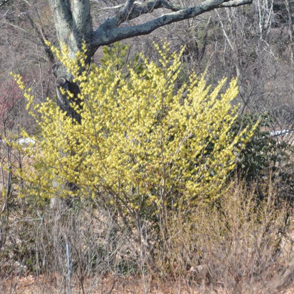 Hamamelis Virginiana 'harvest Moon' - View 19 from www redcrocus com