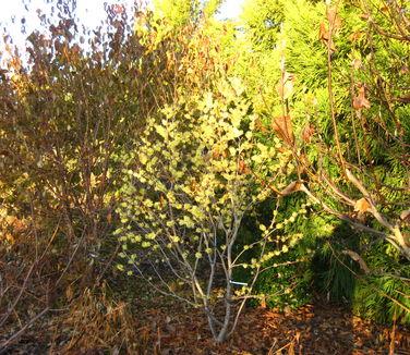 Hamamelis Virginiana 'harvest Moon' - View 1 from www redcrocus com