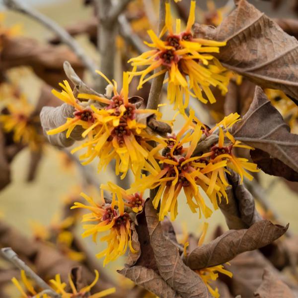 Hamamelis Virginiana 'harvest Moon' - View 20 from www redcrocus com