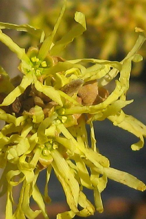 Hamamelis Virginiana 'harvest Moon' - View 21 from www redcrocus com