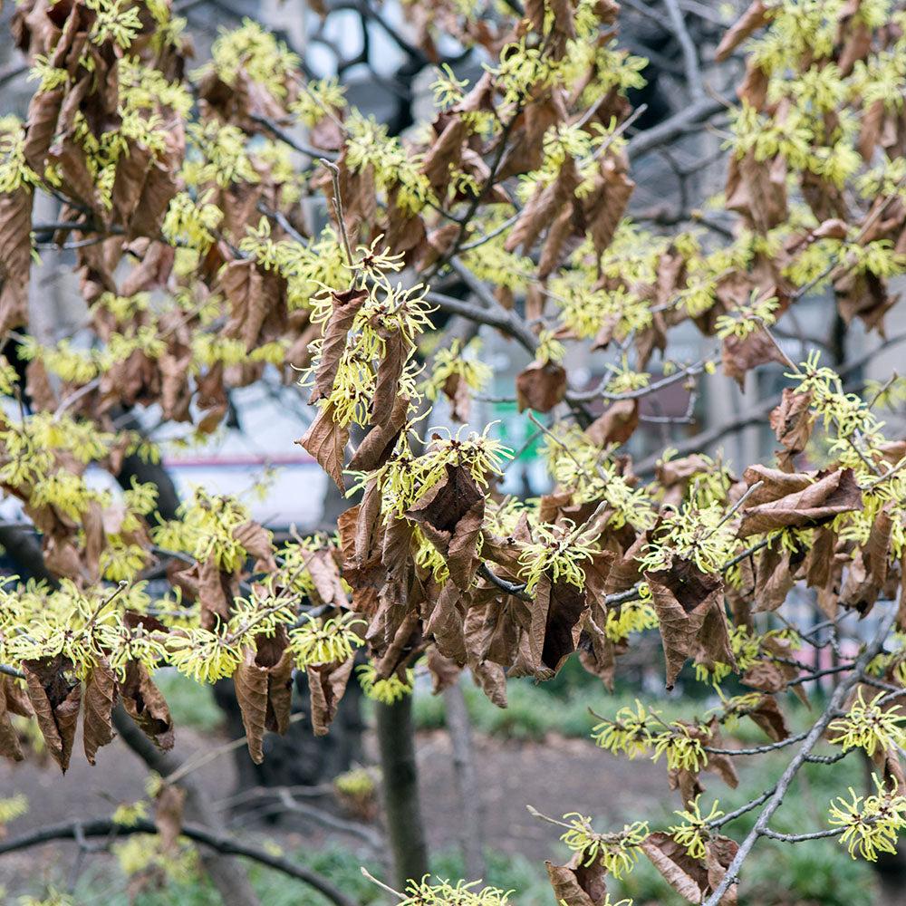 Hamamelis Virginiana 'harvest Moon' - View 22 from www redcrocus com