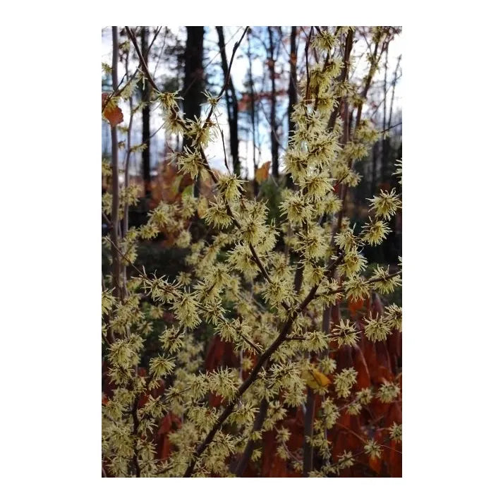 Hamamelis Virginiana 'harvest Moon' - View 24 from www redcrocus com