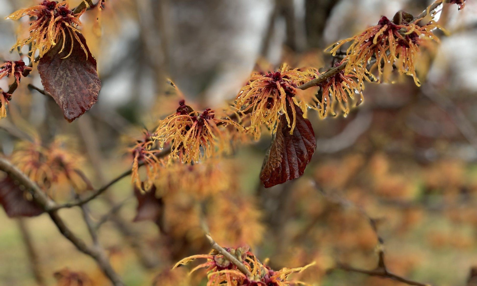 Hamamelis Virginiana 'harvest Moon' - View 25 from www redcrocus com