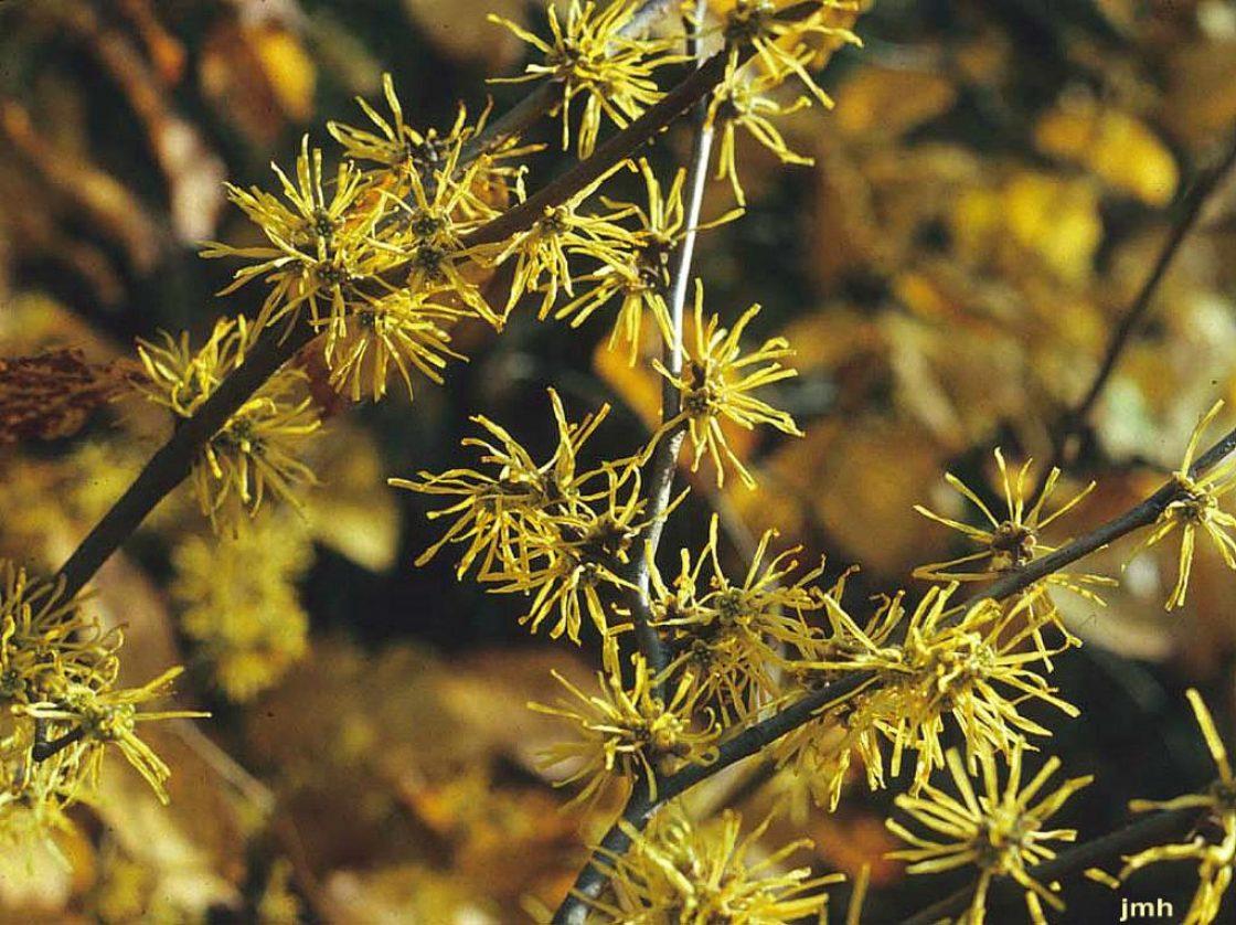 Hamamelis Virginiana 'harvest Moon' - View 26 from www redcrocus com