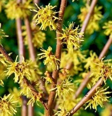 Hamamelis Virginiana 'harvest Moon' - View 27 from www redcrocus com