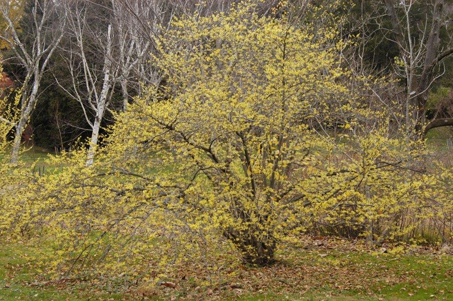 Hamamelis Virginiana 'harvest Moon' - View 28 from www redcrocus com