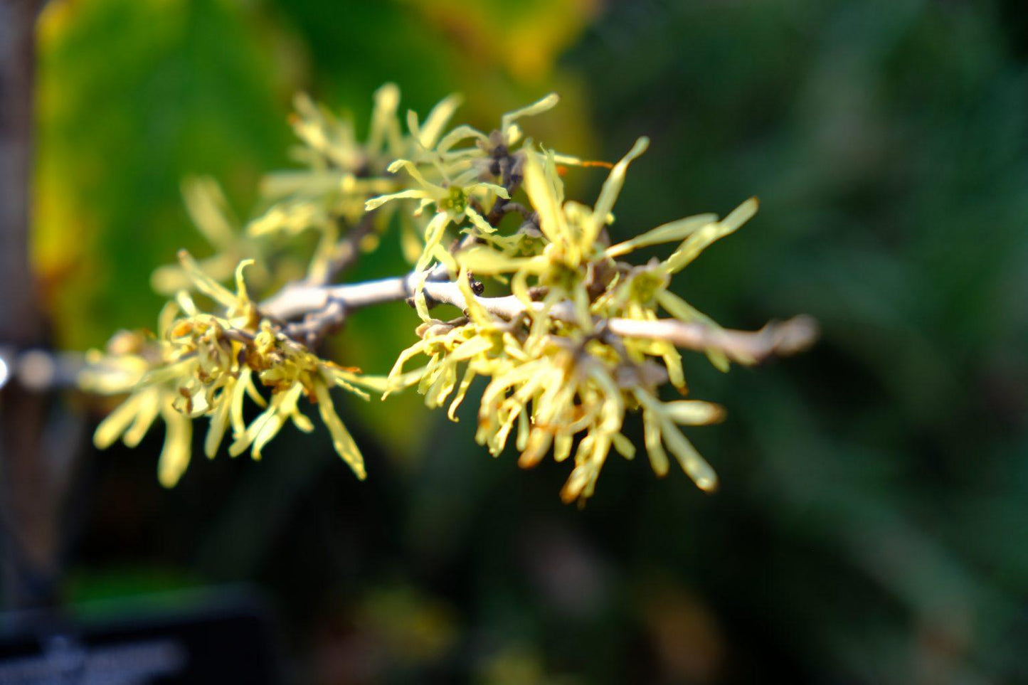Hamamelis Virginiana 'harvest Moon' - View 29 from www redcrocus com