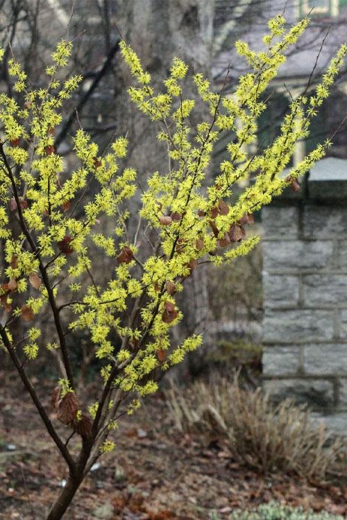 Hamamelis Virginiana 'harvest Moon' - View 30 from www redcrocus com