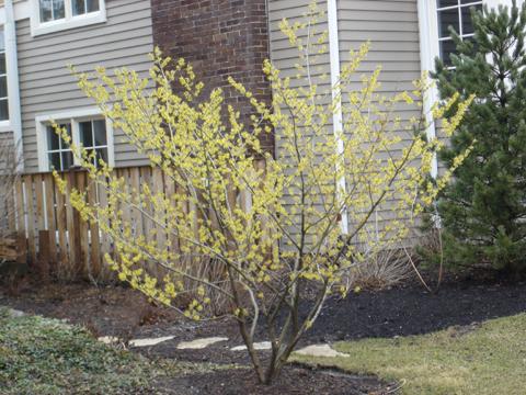 Hamamelis Virginiana 'harvest Moon' - View 31 from www redcrocus com
