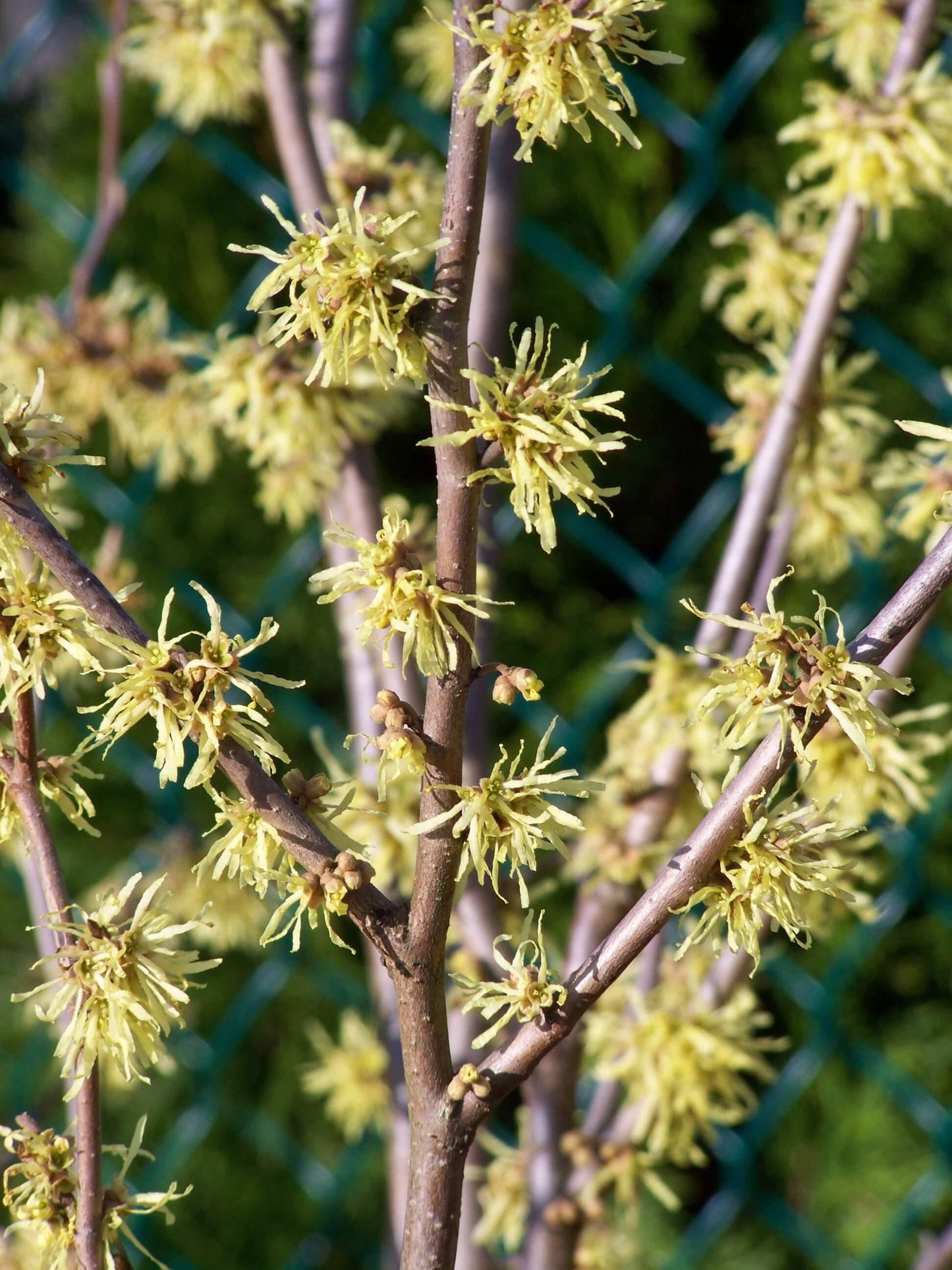 Hamamelis Virginiana 'harvest Moon' - View 32 from www redcrocus com
