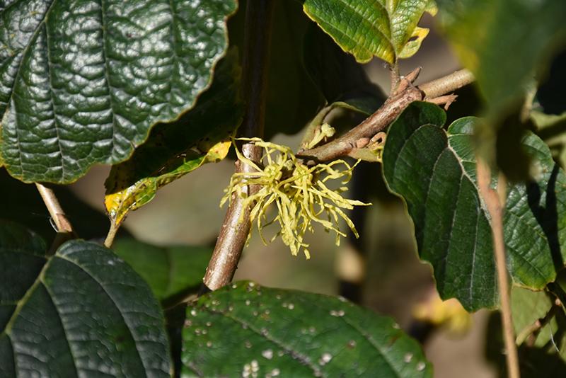 Hamamelis Virginiana 'harvest Moon' - View 33 from www redcrocus com