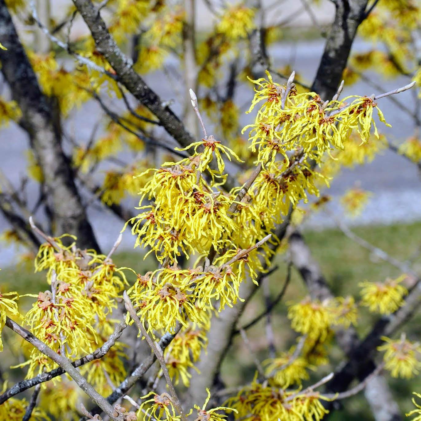 Hamamelis Virginiana 'harvest Moon' - View 4 from www redcrocus com