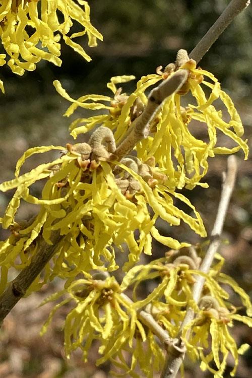Hamamelis Virginiana 'harvest Moon' - View 6 from www redcrocus com