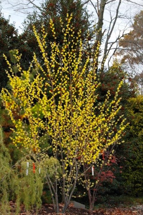 Hamamelis Virginiana 'harvest Moon' - View 7 from www redcrocus com