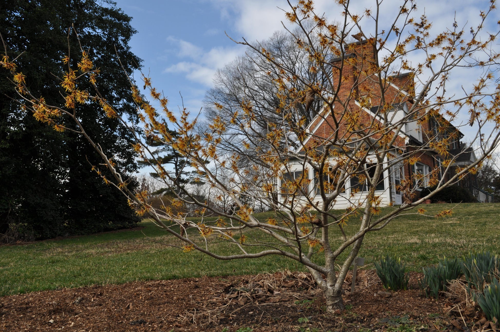 Hamamelis Virginiana 'harvest Moon' - View 8 from www redcrocus com