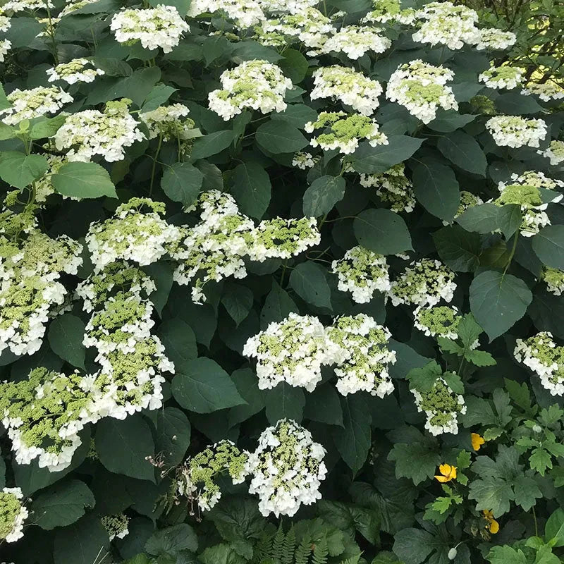 Hydrangea Arborescens 'haas' Halo' - View 10 from www redcrocus com
