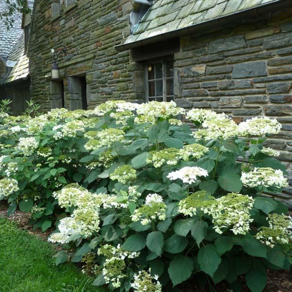 Hydrangea Arborescens 'haas' Halo' - View 16 from www redcrocus com
