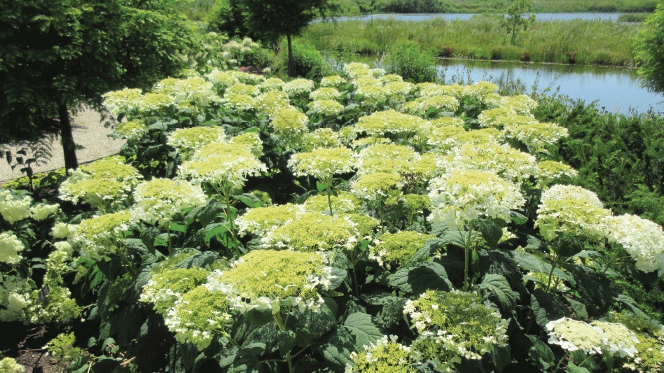 Hydrangea Arborescens 'haas' Halo' - View 17 from www redcrocus com