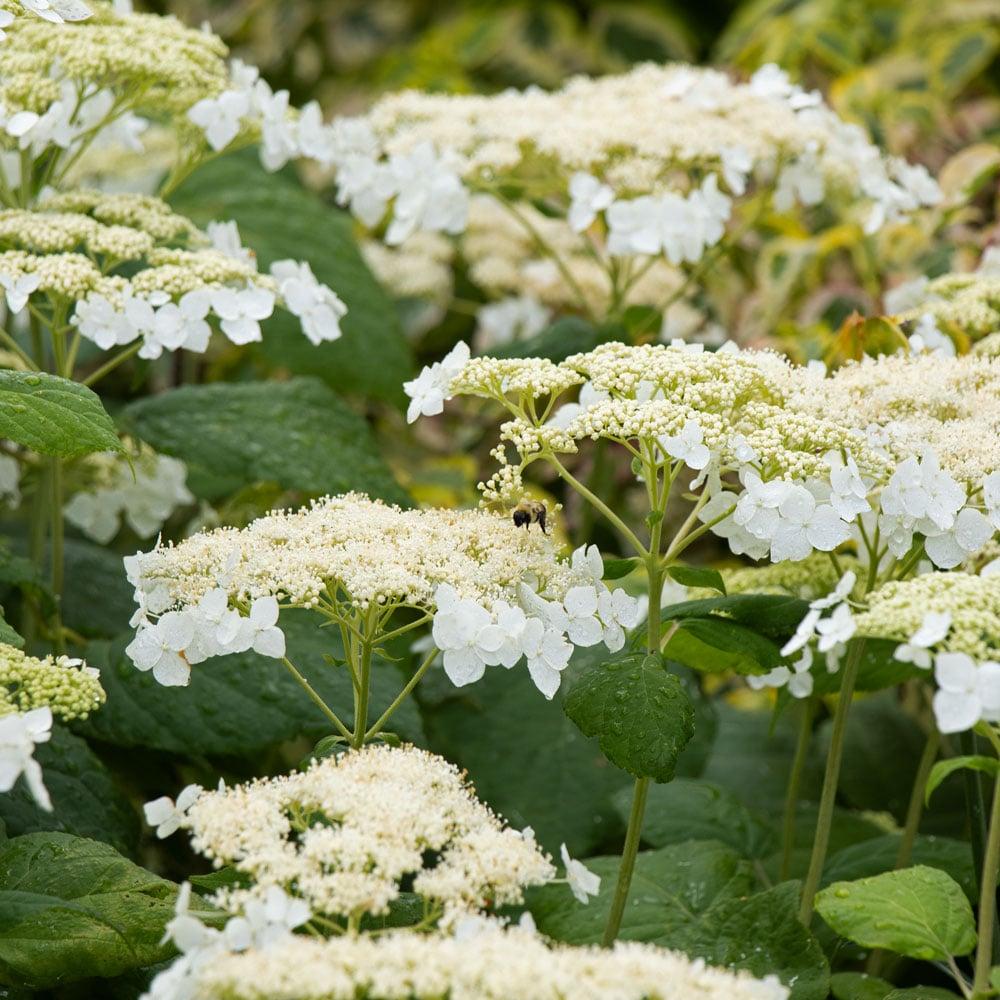 Hydrangea Arborescens 'haas' Halo' - View 18 from www redcrocus com
