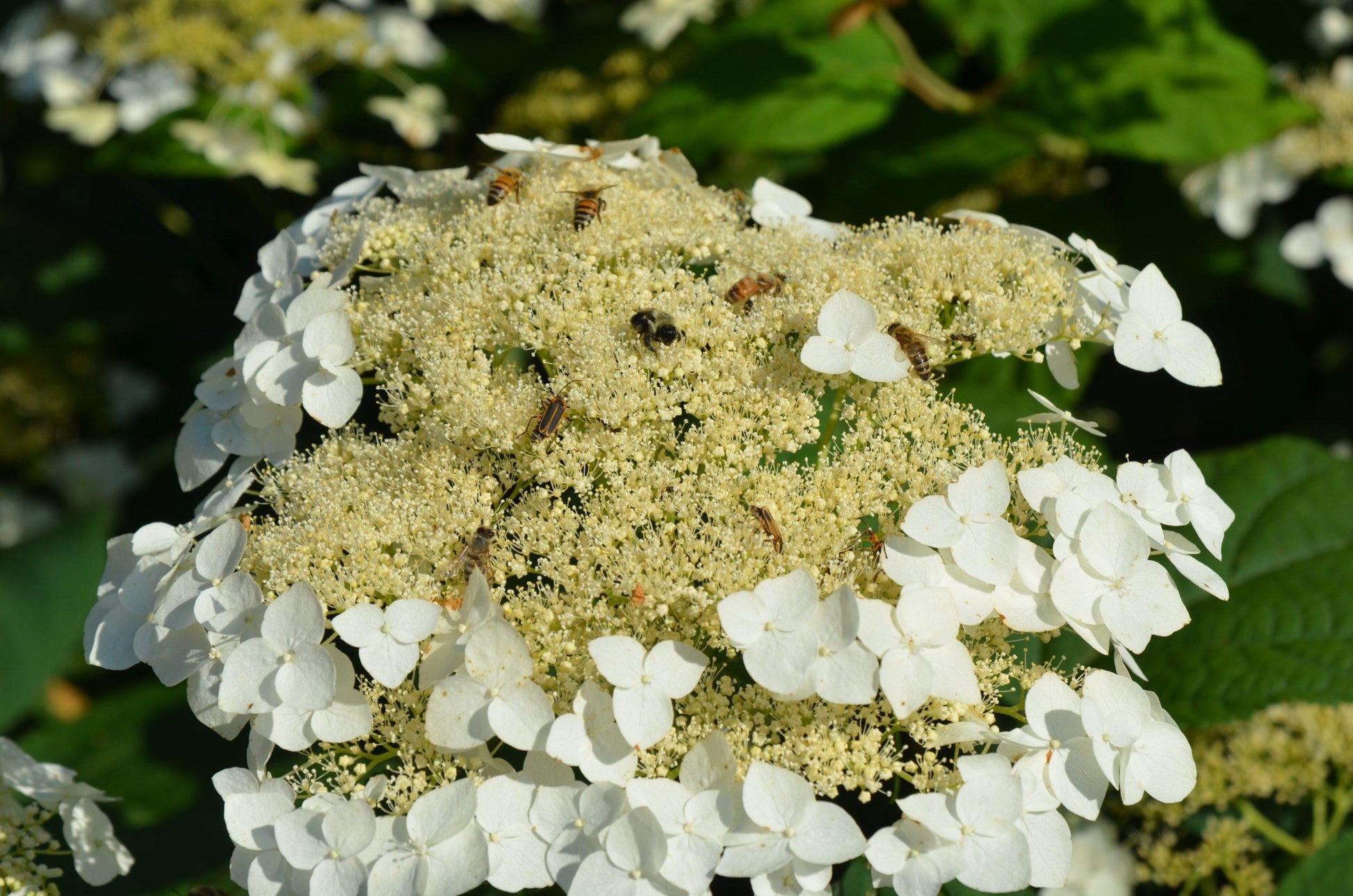Hydrangea Arborescens 'haas' Halo' - View 1 from www redcrocus com