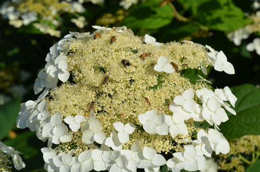 Hydrangea Arborescens 'haas' Halo' - View 1 from www redcrocus com