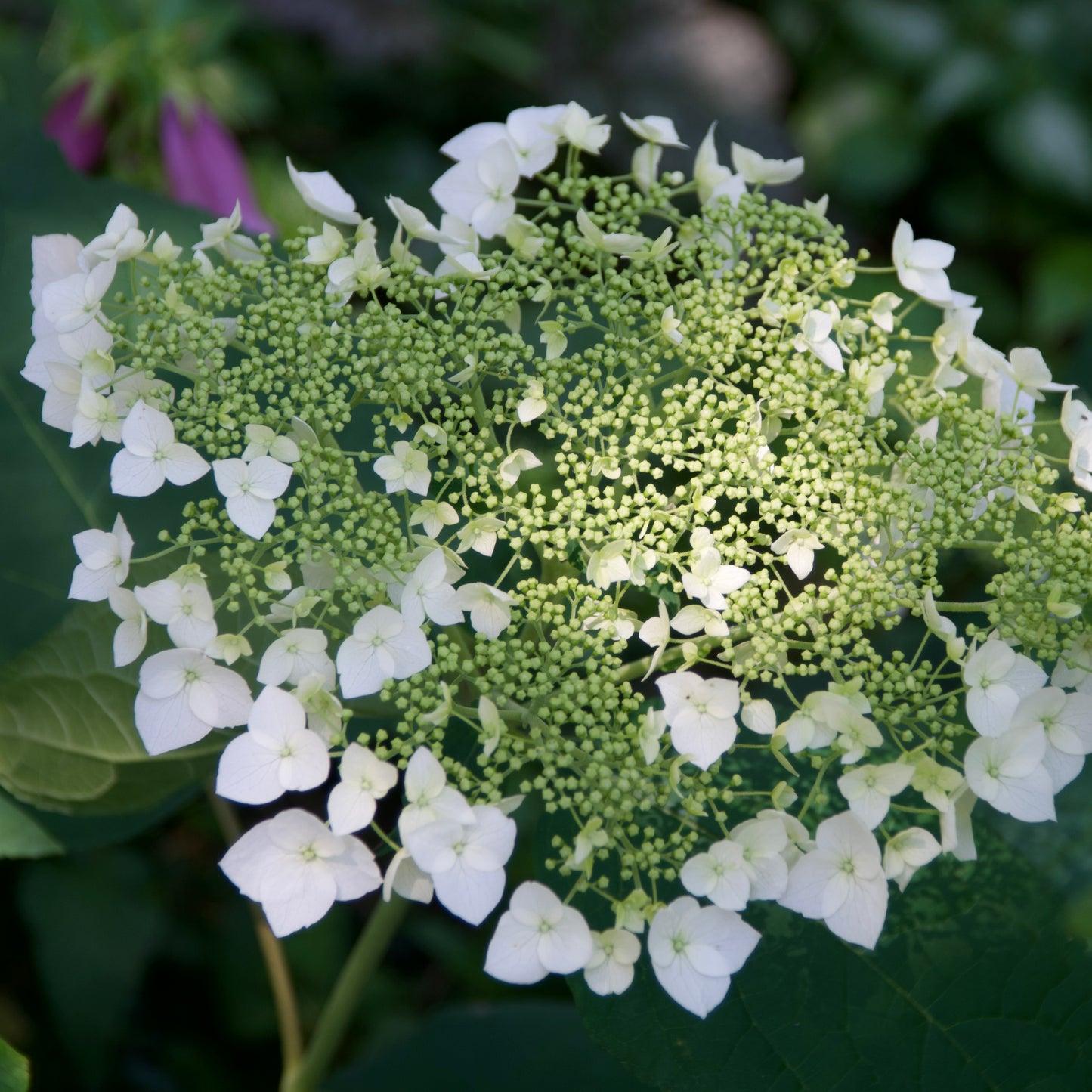 Hydrangea Arborescens 'haas' Halo' - View 21 from www redcrocus com