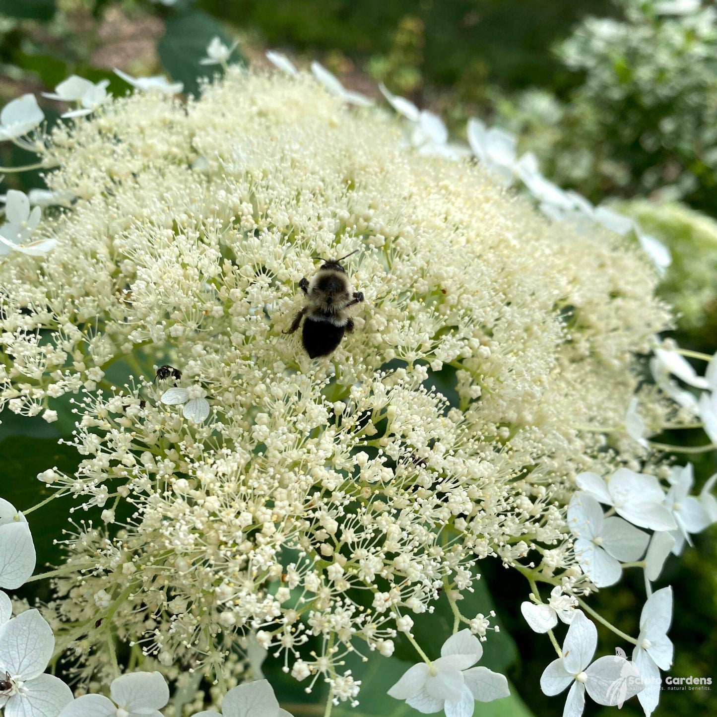 Hydrangea Arborescens 'haas' Halo' - View 22 from www redcrocus com