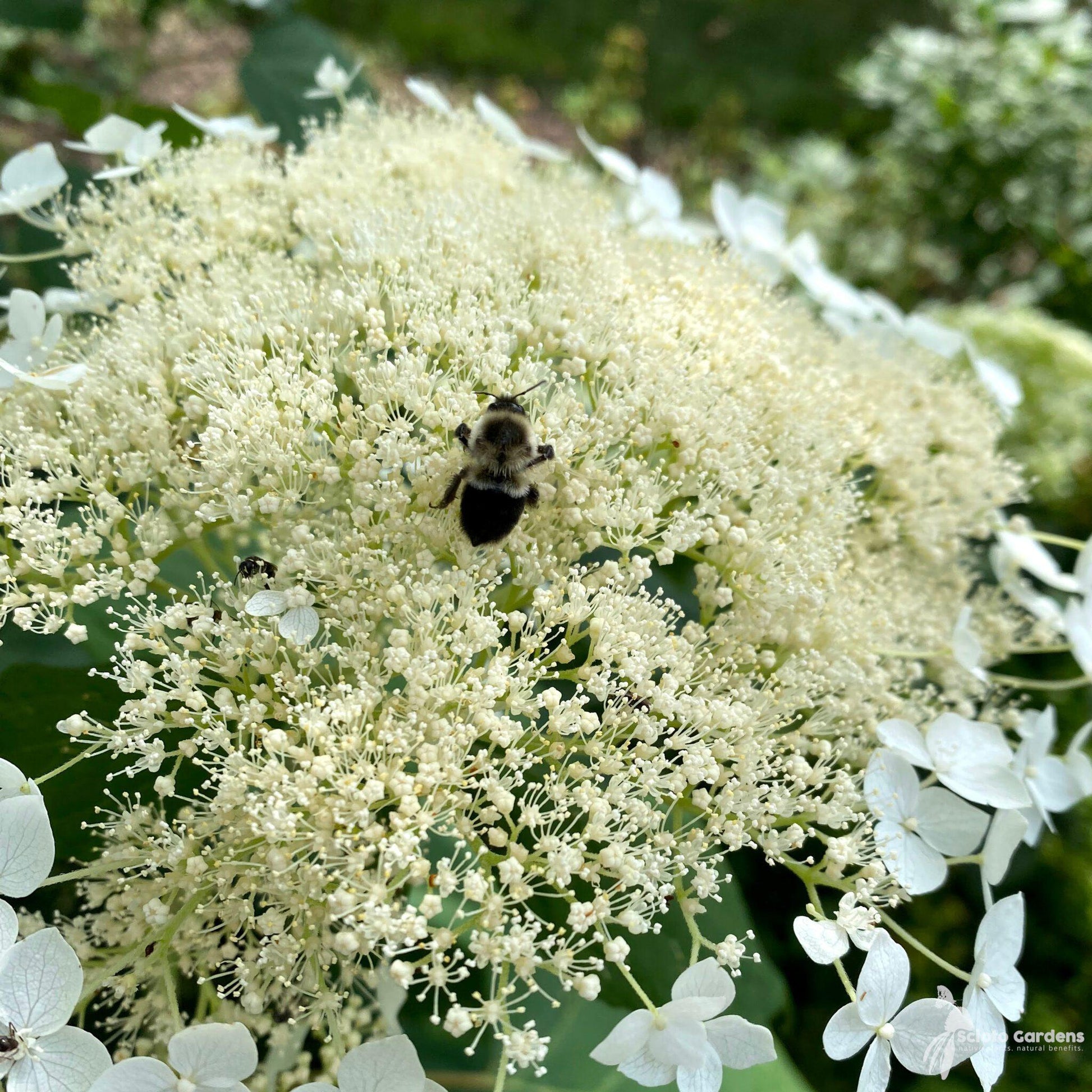 Hydrangea Arborescens 'haas' Halo' - View 22 from www redcrocus com