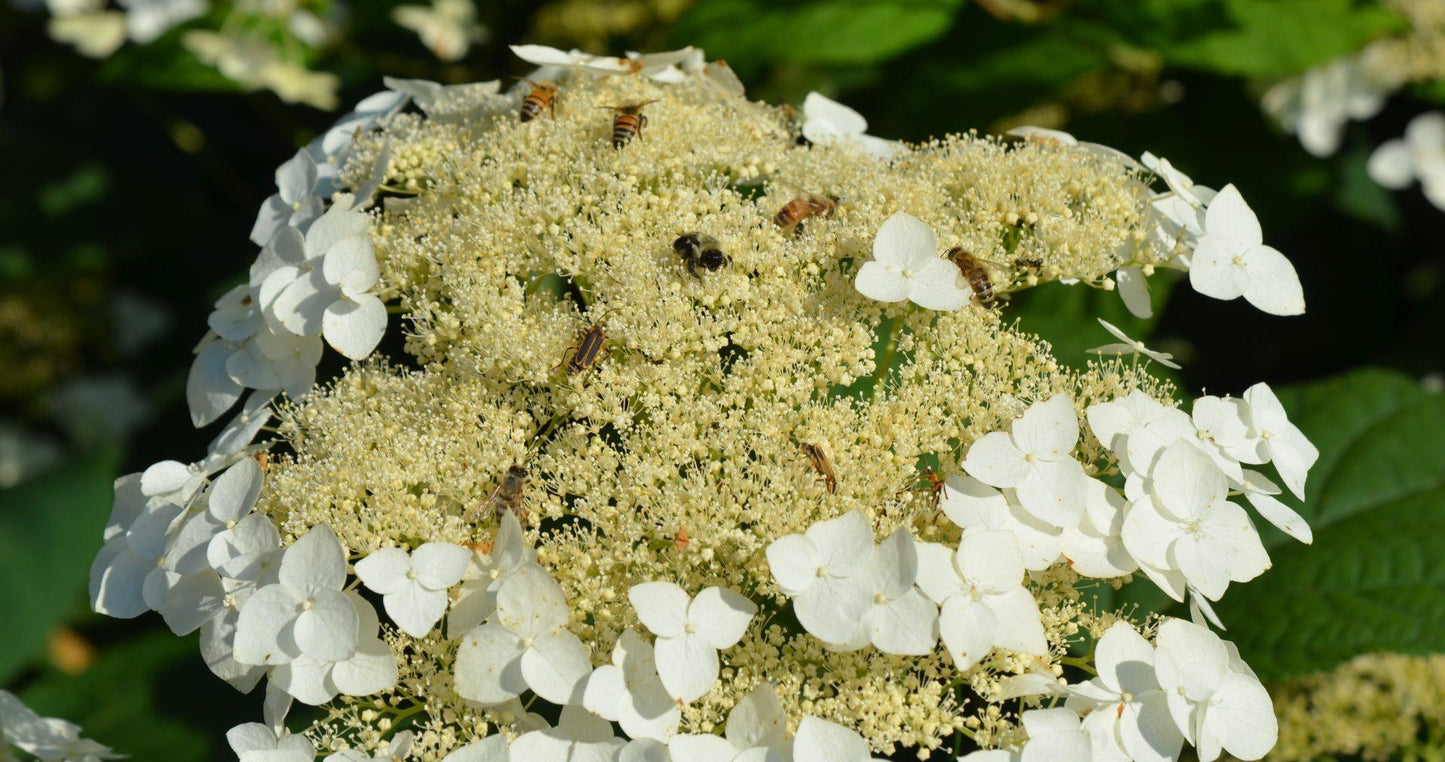 Hydrangea Arborescens 'haas' Halo' - View 23 from www redcrocus com