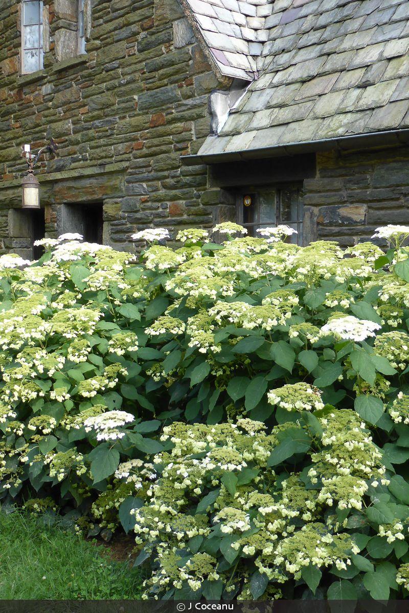 Hydrangea Arborescens 'haas' Halo' - View 25 from www redcrocus com