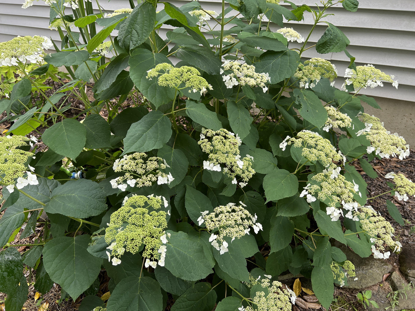 Hydrangea Arborescens 'haas' Halo' - View 26 from www redcrocus com