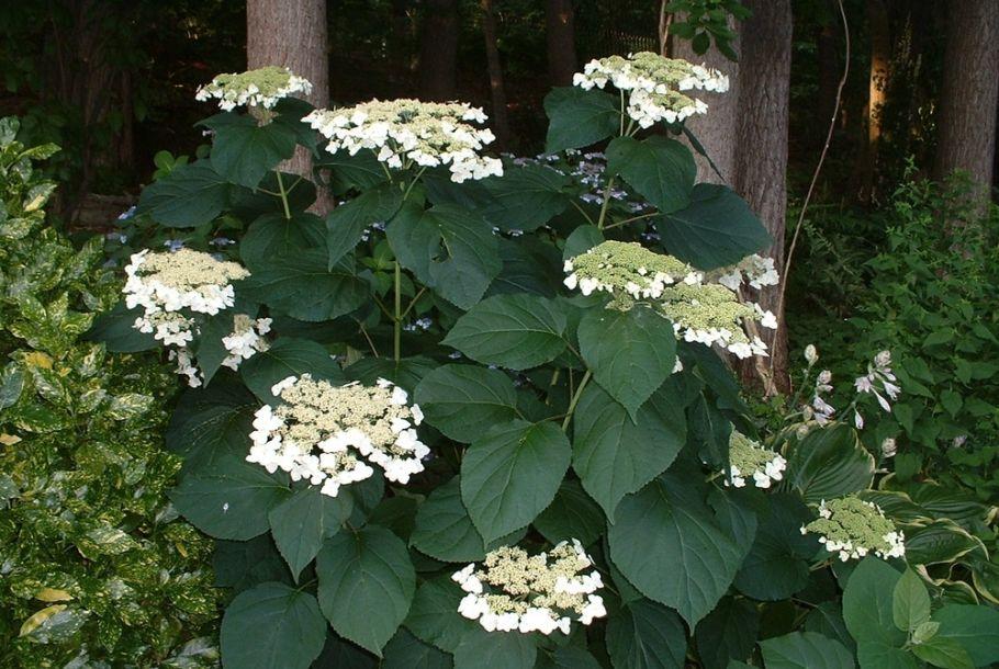 Hydrangea Arborescens 'haas' Halo' - View 27 from www redcrocus com