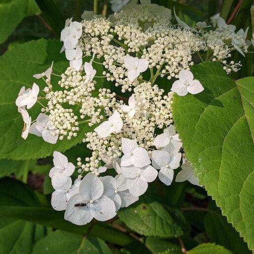Hydrangea Arborescens 'haas' Halo' - View 28 from www redcrocus com