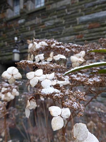 Hydrangea Arborescens 'haas' Halo' - View 29 from www redcrocus com